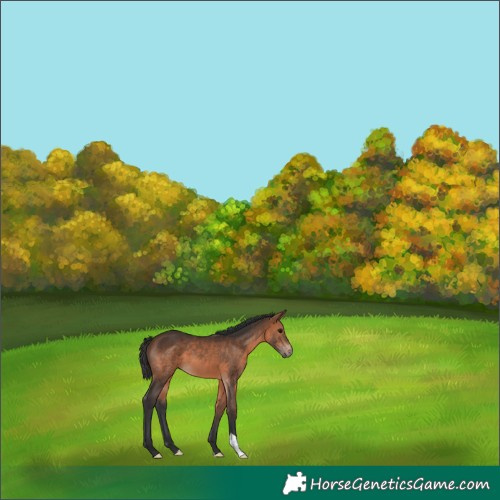Horse Color:Brown 