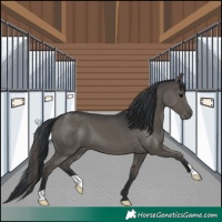 Horse Color:Black 
