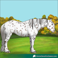 Horse Color:Liver Chestnut Appaloosa 
