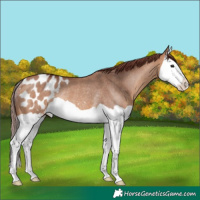 Horse Color:Chocolate Bay Dun Splash Appaloosa Rabicano 