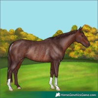Horse Color:Chocolate Brown Rabicano 