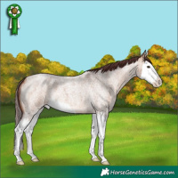 Horse Color:Chocolate Bay Roan Dun Splash