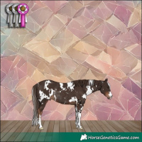 Horse Color:White Spotted Liver Chestnut Rabicano 