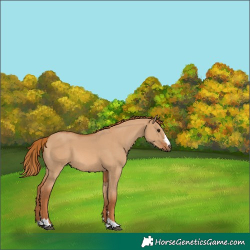 Horse Color:Red Dun 