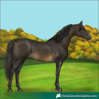 Horse Color:Buckskin Sabino