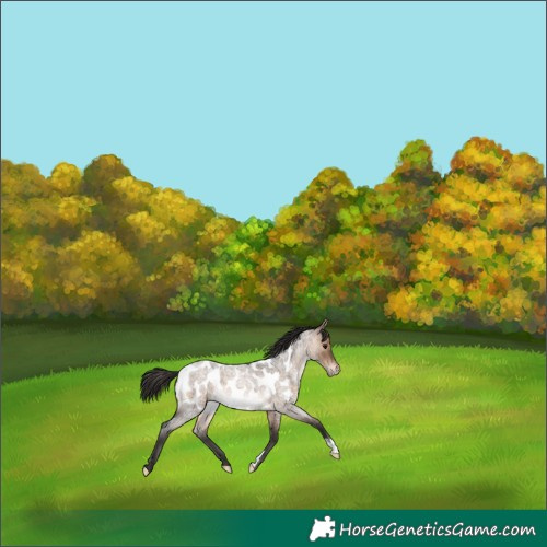 Horse Color:Brown Roan Dun Near Leopard 