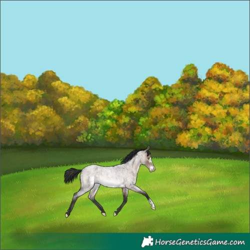 Horse Color:Brown Roan Dun Frame Rabicano 