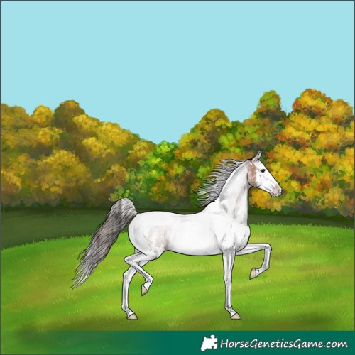 Horse Color:Bay Sabino Splash Tobiano Appaloosa 