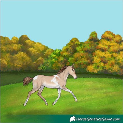 Horse Color:Red Dun Tobiano Rabicano 