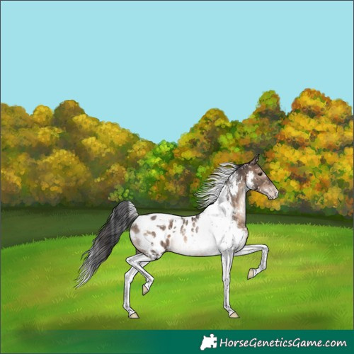 Horse Color:White Spotted Brown Dun Tobiano Near Leopard Rabicano 