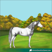 Horse Color:White Spotted Black Splash Tobiano Near Leopard 