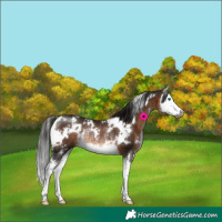 Horse Color:Gray White Spotted Bay Splash Rabicano