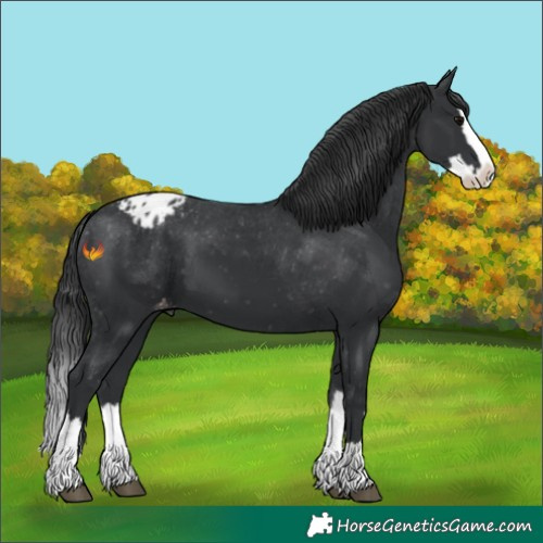Horse Color:Black Splash Appaloosa 
