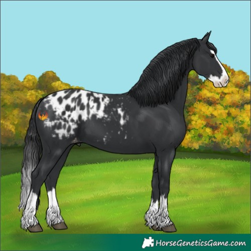 Horse Color:Black Splash Appaloosa 