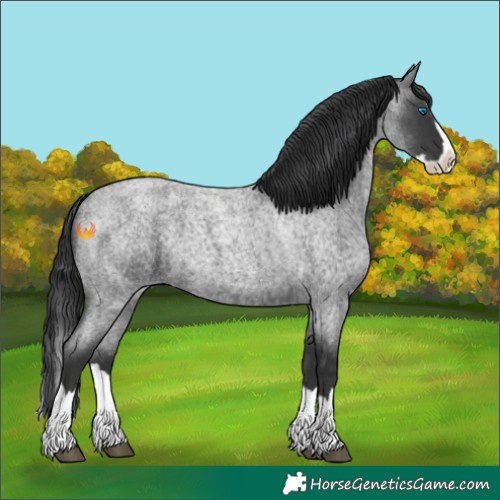 Horse Color:Blue Roan Splash 