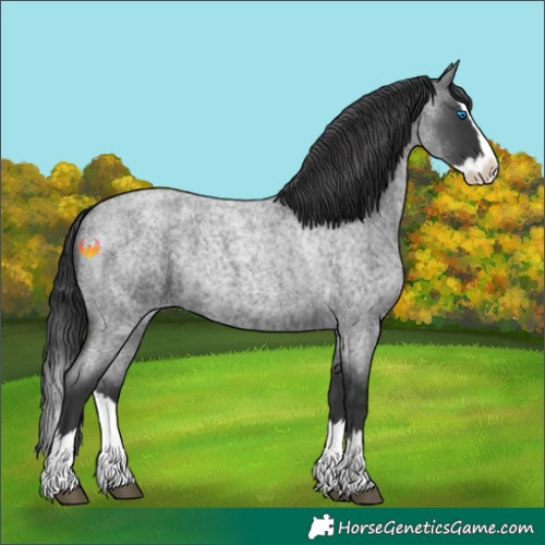 Horse Color:Blue Roan Splash 