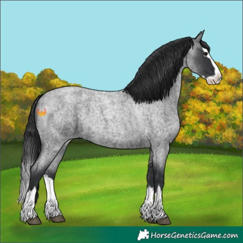 Horse Color:Blue Roan Splash 