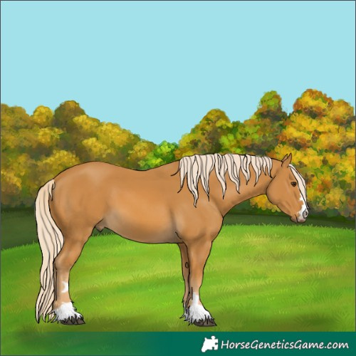 Horse Color:Palomino 