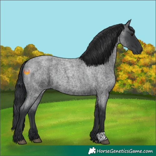 Horse Color:Blue Roan 