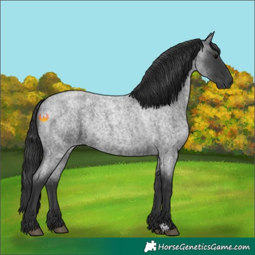 Horse Color:Blue Roan 