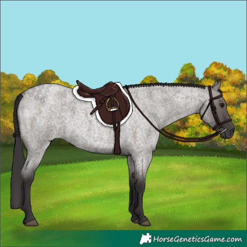 Horse Color:Smoky Grullo Roan 