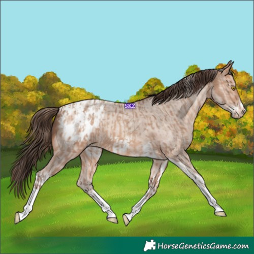 Horse Color:Amber Champagne Sabino Tobiano Appaloosa  and Amber Champagne Sabino Tobiano Frame Appaloosa 