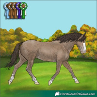 Horse Color:Classic Champagne 