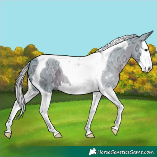 Horse Color:Watercolor Silver Black Ice Splash Tobiano 