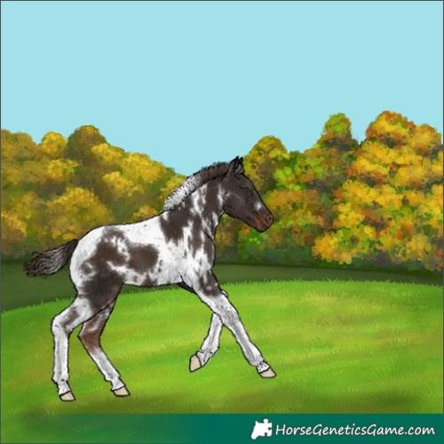 Horse Color:White Spotted Liver Chestnut Tobiano 
