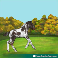 Horse Color:White Spotted Liver Chestnut Tobiano 