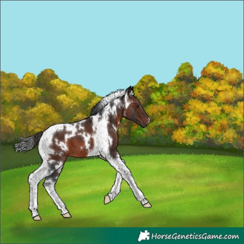 Horse Color:White Spotted Brown Tobiano 