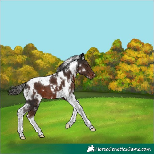 Horse Color:White Spotted Liver Chestnut Tobiano 