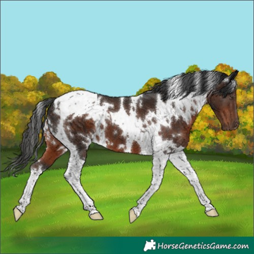 Horse Color:White Spotted Liver Chestnut Tobiano 