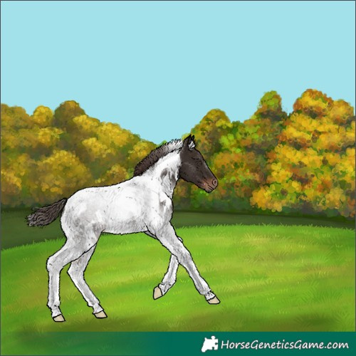 Horse Color:White Spotted Liver Chestnut Tobiano 
