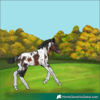 Horse Color:White Spotted Brown Tobiano 