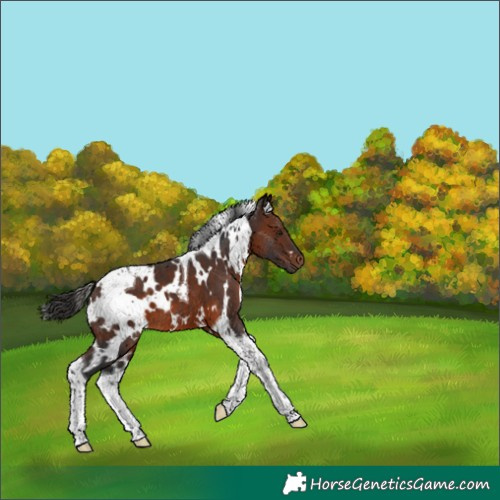 Horse Color:White Spotted Brown Tobiano 