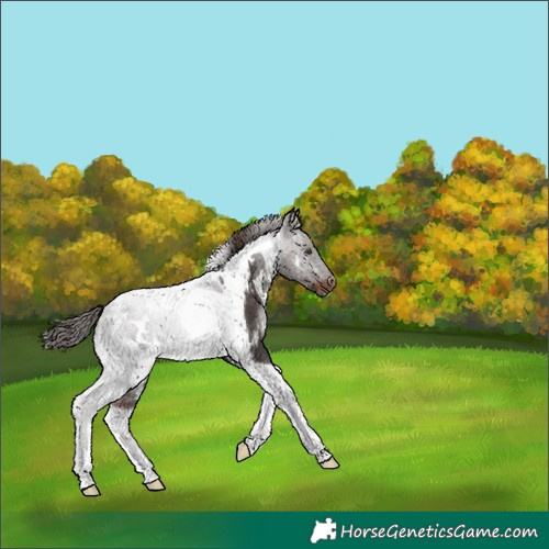 Horse Color:White Spotted Liver Chestnut Tobiano 
