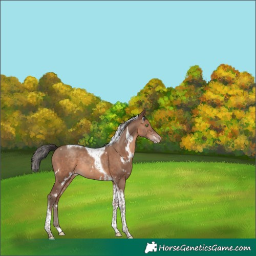 Horse Color:White Spotted Sable Champagne Tobiano Rabicano 