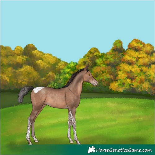 Horse Color:Sable Champagne Tobiano Rabicano 