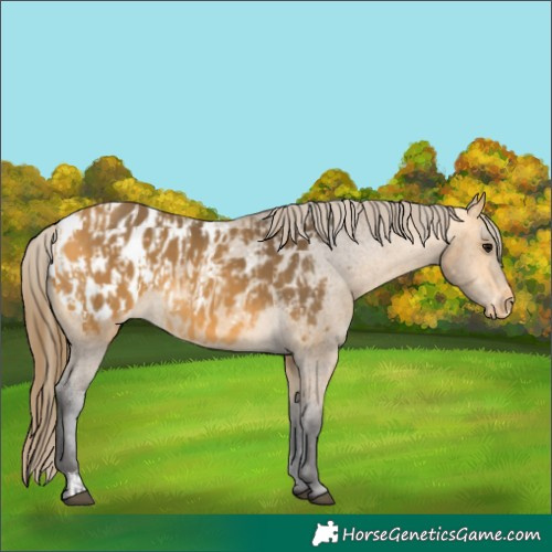 Horse Color:Buckskin Blanket  and Buckskin Blanket 