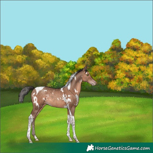 Horse Color:White Spotted Sable Champagne Tobiano Rabicano 