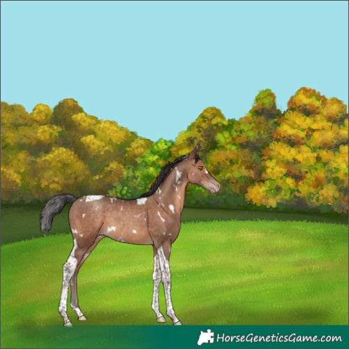 Horse Color:White Spotted Sable Champagne Tobiano Rabicano 