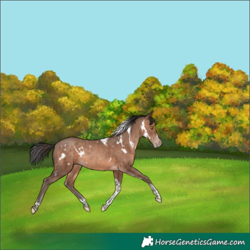 Horse Color:White Spotted Sable Champagne Tobiano Rabicano