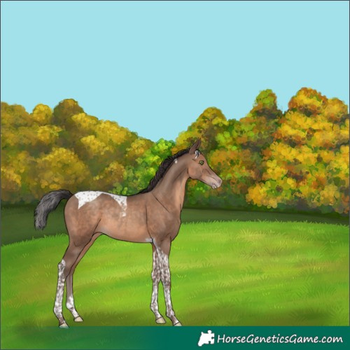 Horse Color:Sable Champagne Tobiano Rabicano 