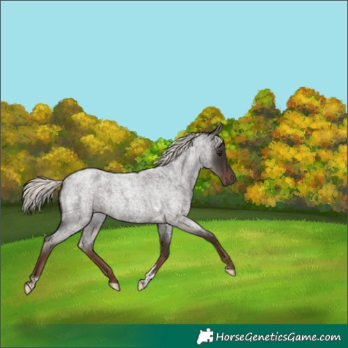 Horse Color:Liver Red Roan Mushroom Tobiano 