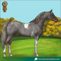 Horse Color:Liver Red Roan Mushroom Tobiano 