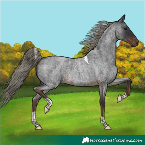 Horse Color:Liver Red Roan Mushroom Tobiano 