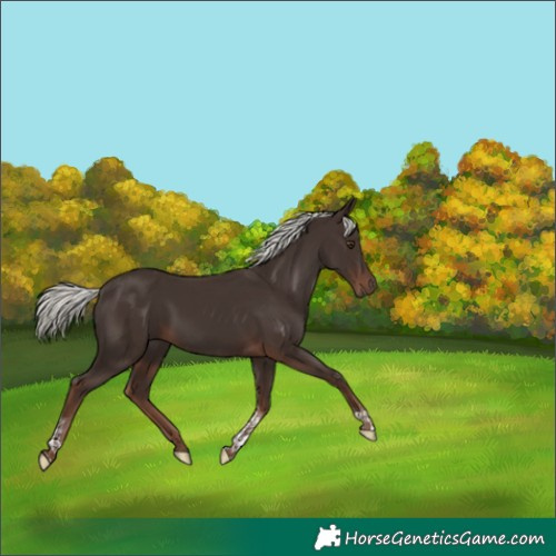 Horse Color:Liver Chestnut Mushroom Tobiano 