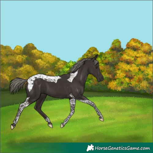 Horse Color:Liver Chestnut Mushroom Tobiano 