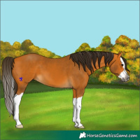 Horse Color:Gray Buckskin Splash 